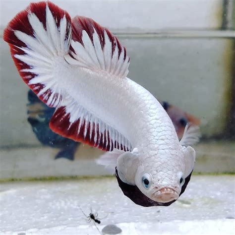 Dragon Rainbow Betta Fish