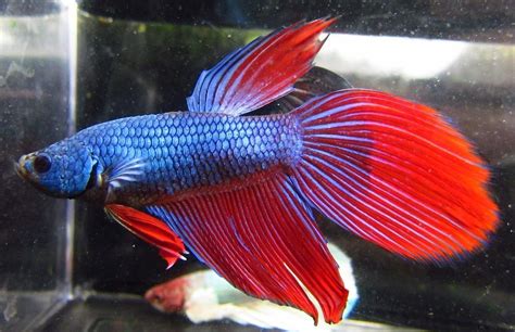 Dragon Scale Male Betta