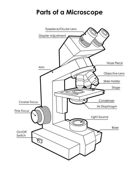 Draw And Label A Microscope