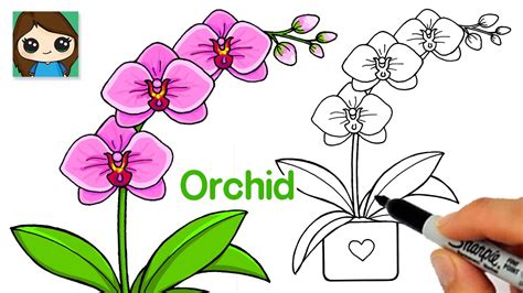 Draw Orchid Flower
