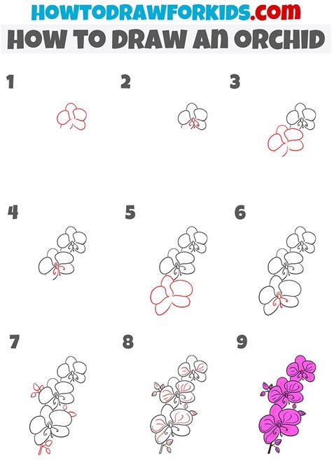 Draw Orchid Flower Step Step