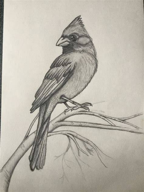 Drawing Animals with Pencil
