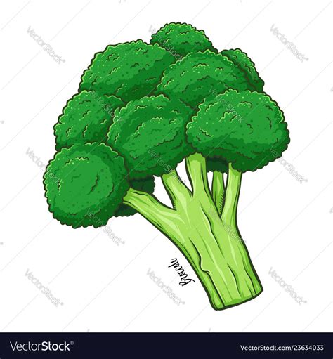 Drawing Broccoli