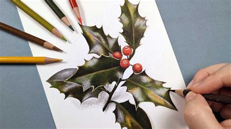 Drawing Holly Leaves