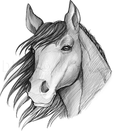 Drawing Horses Heads
