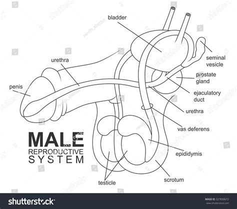 Drawing Of Male Reproductive System
