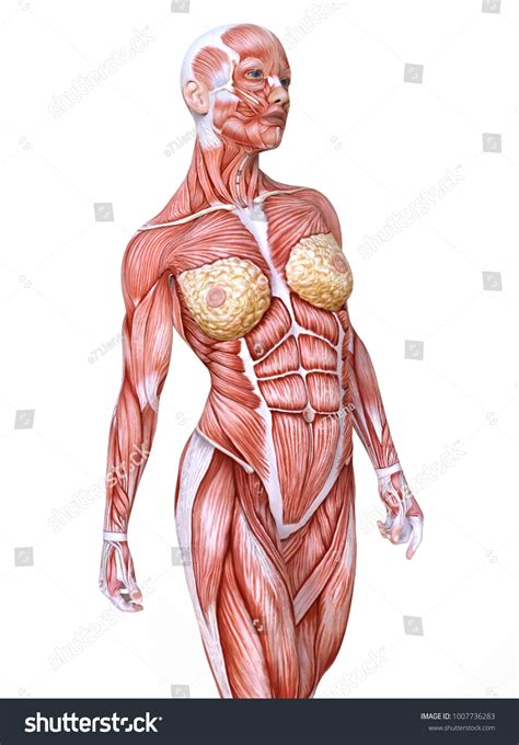 Unveiling the Anatomy: Exquisite Drawing of Skinless Human Body