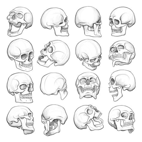 Drawing Skull Reference