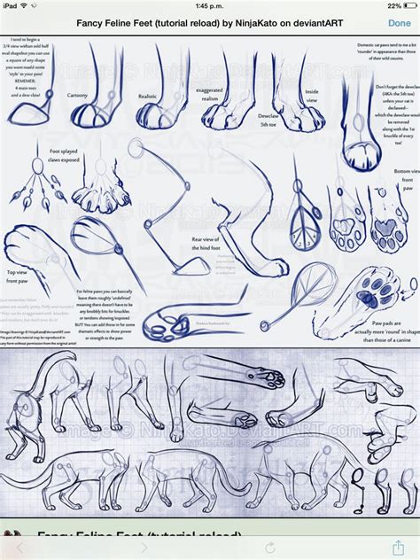 Drawing Sturdy Legs and Paws