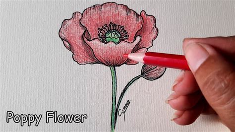 Drawing a Poppy Flower