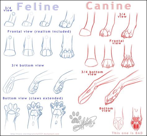 Drawing the Paws and Tail
