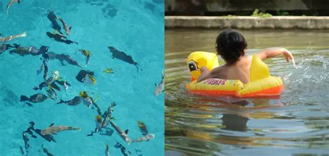 Dive into a Dreamy Underwater World with 'Dream Swimming With Fish'