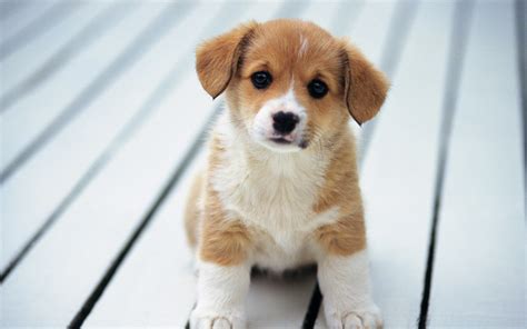 Droll Adorable Cutest Pics Of Puppies