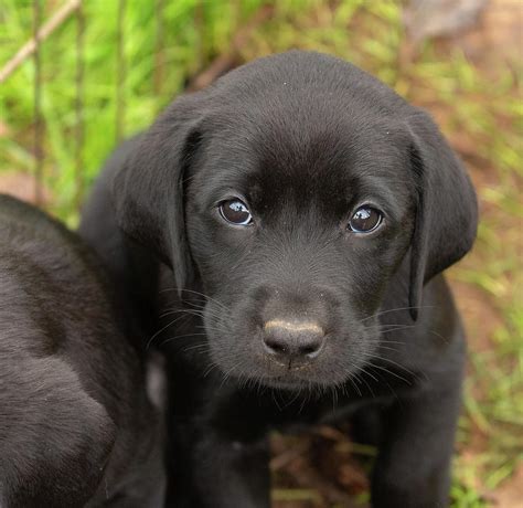 Droll Black Labrador Retriever Puppies: The Most Adorable Dogs Of 2023