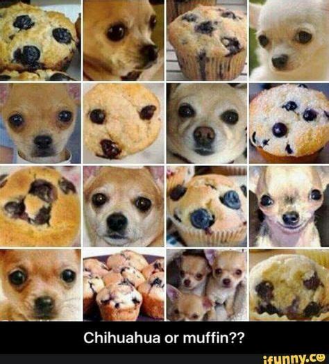 This blueberry muffin looks like this chihuahua. Cute animals, Funny