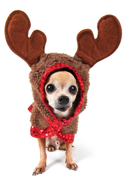 Droll Chihuahua Reindeer Dog Costume: The Perfect Holiday Outfit For
Your Furry Friend