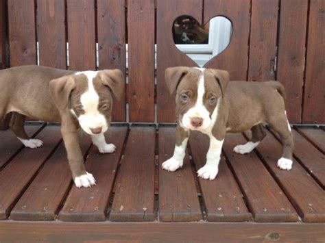 Droll Chocolate Red Nose Pitbull Puppies For Sale: The Perfect Addition
To Your Family