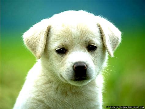 Droll Cute Baby Puppies Backgrounds