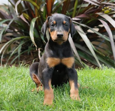 Droll Doberman Puppies For Sale In Pa