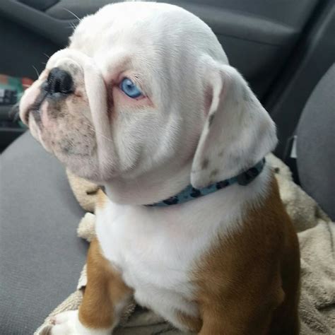 77+ Old English Bulldog Puppies For Sale In Ohio Under 500 Picture