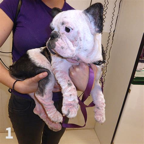 Droll French Bulldog Dermatitis Treatment: Tips And Solutions