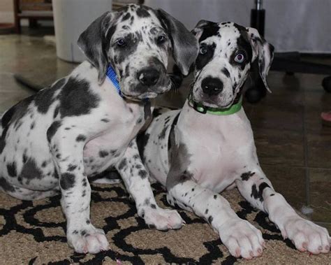 Droll Great Dane Puppies For Sale In Ohio