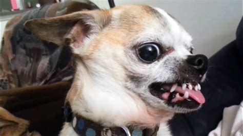 Droll Growling Snarling Chihuahua: The Truth Behind The Stereotype