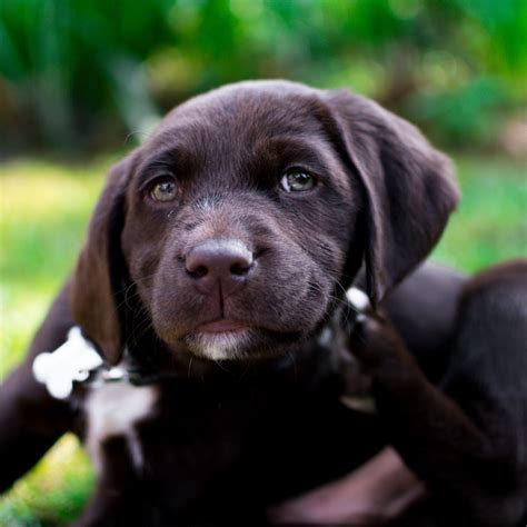 Droll Labrador Retriever Puppies For Sale Near Me Cheap
