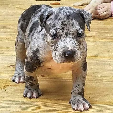 Droll Merle Pitbull Puppies For Sale