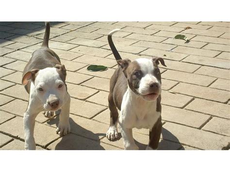 Pitbull Puppies in Cape Town (05/02/2019)