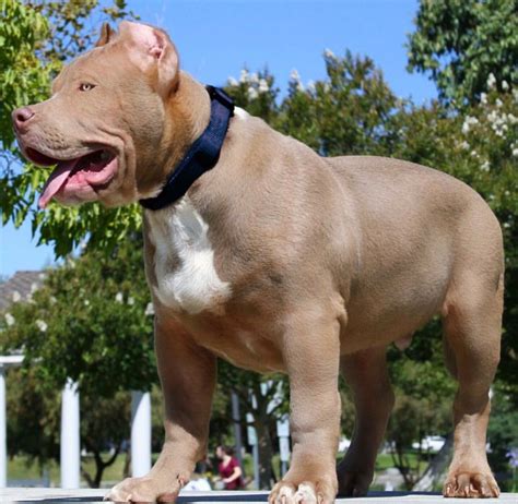 Droll Pitbull Puppies Xl: The Ultimate Guide