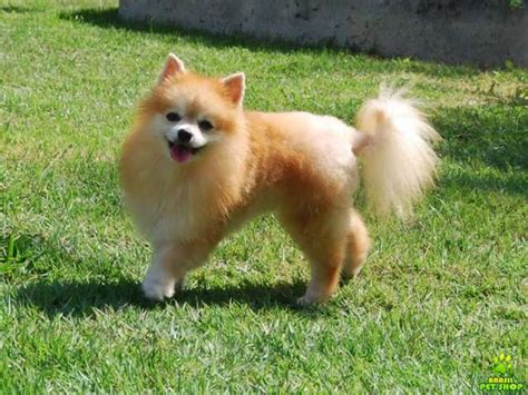 Feliz Cachorro De Pomerania Spitz En Blanco Imagen de archivo Imagen