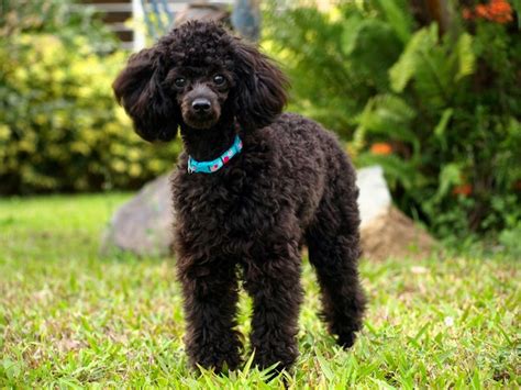 Droll Pudel Miniaturowy Brazowy: The Charming Brown Miniature Poodle