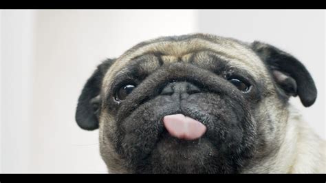 Droll Pug Licking Screen Wallpaper