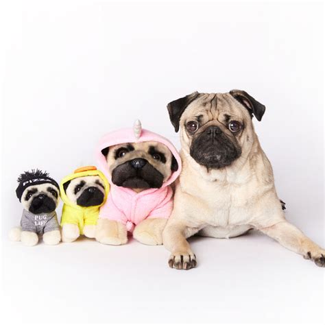 Droll Pug Outfits: Dressing Up Your Pug In Style