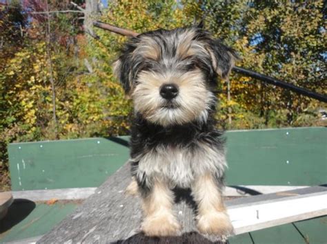 Droll Puppies For Sale Derry Nh
