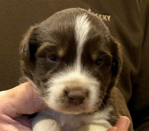 Droll Puppies For Sale Near Me Free