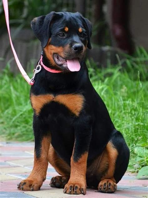 Droll Rottweiler Puppies For Sale Bc: A Guide For Dog Lovers