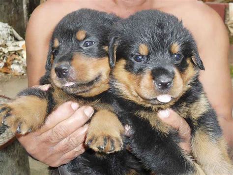 Rottweiler puppies for sale for Sale in Thrissur, Kerala Classified