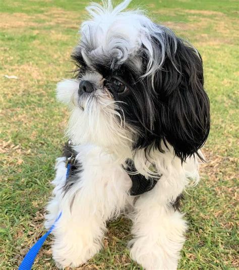 Droll Shih Tzu Puppies For Sale In Texas