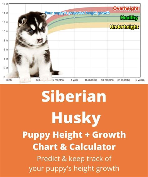 Droll Siberian Husky Height At 6 Months