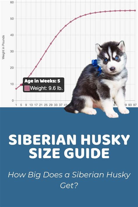 Droll Siberian Husky Size Comparison Human