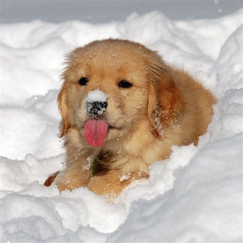Droll Wallpaper Puppies Snow: The Cutest Thing You'll See This Winter