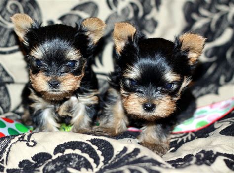 6 week old yorkie puppy for sale located in Millerstown Pa. you can