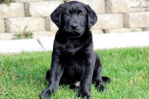 Droll Black Labrador Retriever Puppies: The Most Adorable Dogs Of 2023