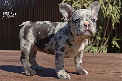 Blue Merle French Bulldog puppies for sale Blue Merle Frenchie