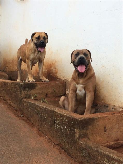 Droll Boerboel Puppies For Sale Gauteng