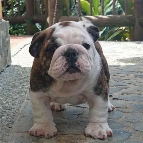 Bulldog Inglés Bebe cachorros, características del perro bebe