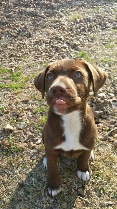 48 Droll Staffie Cross Labrador Puppies Picture HD uk.bleumoonproductions