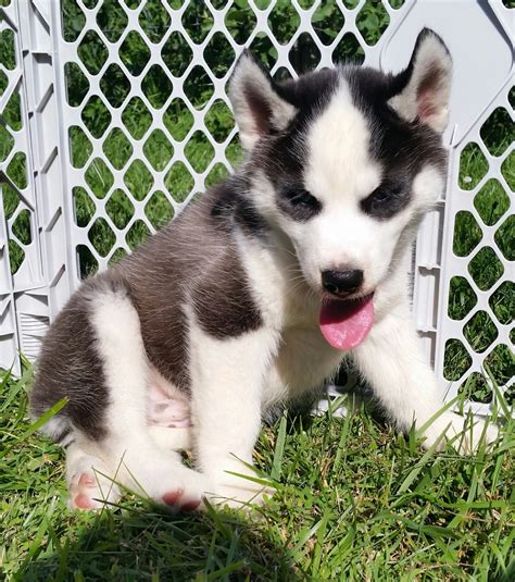 Siberian Husky puppy for sale near Kansas City, Missouri. 5fb0ccdf6a01